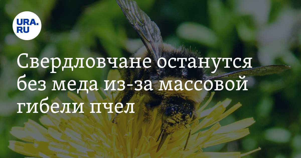 Свердловская область пчелы. Пчелы против меда. Пословицы про пчел и мед. Пчеловодство в Свердловской области.