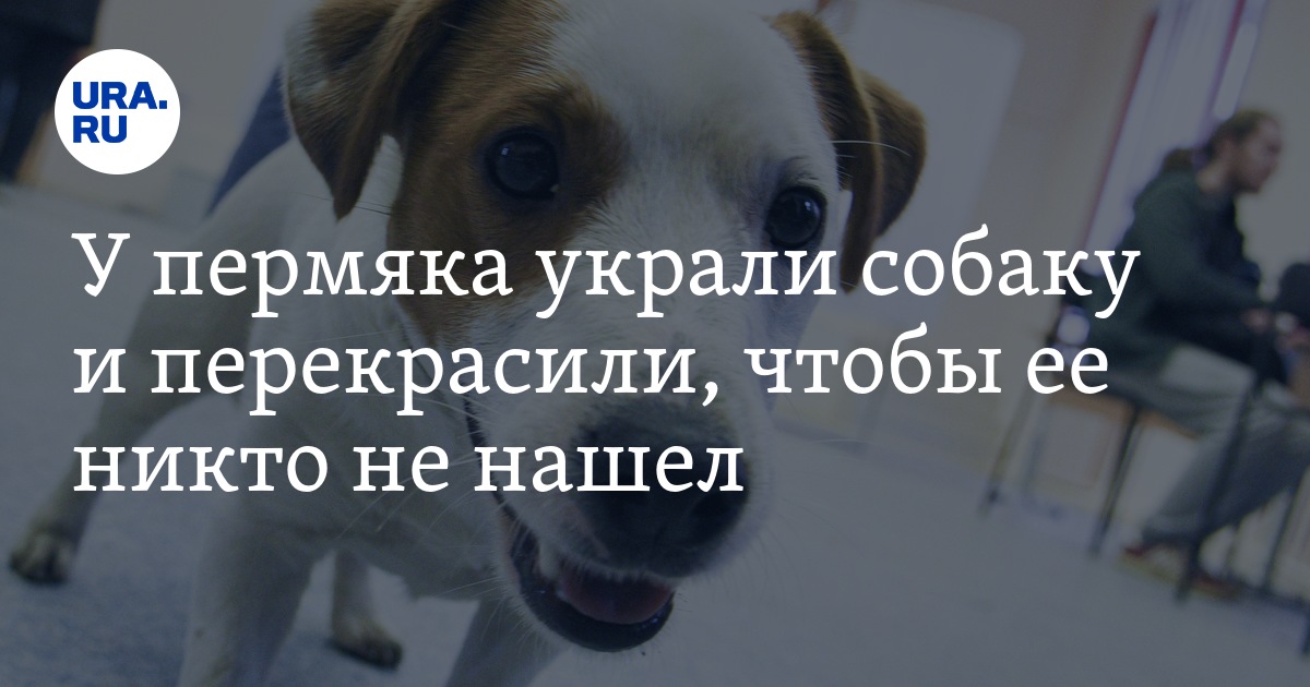 Украли собаку что делать. Украли собаку мем. Украли собаку что делать. Украли собаку что делать. Украли собаку что делать.