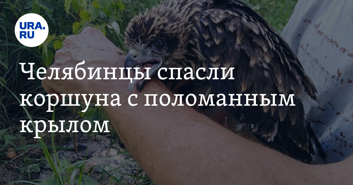 Спасение птицы: лечение, кормление, реабилитация