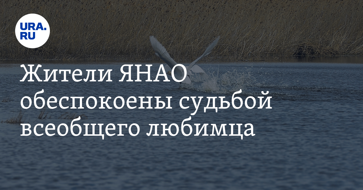 Жители ЯНАО обеспокоены судьбой всеобщего любимца