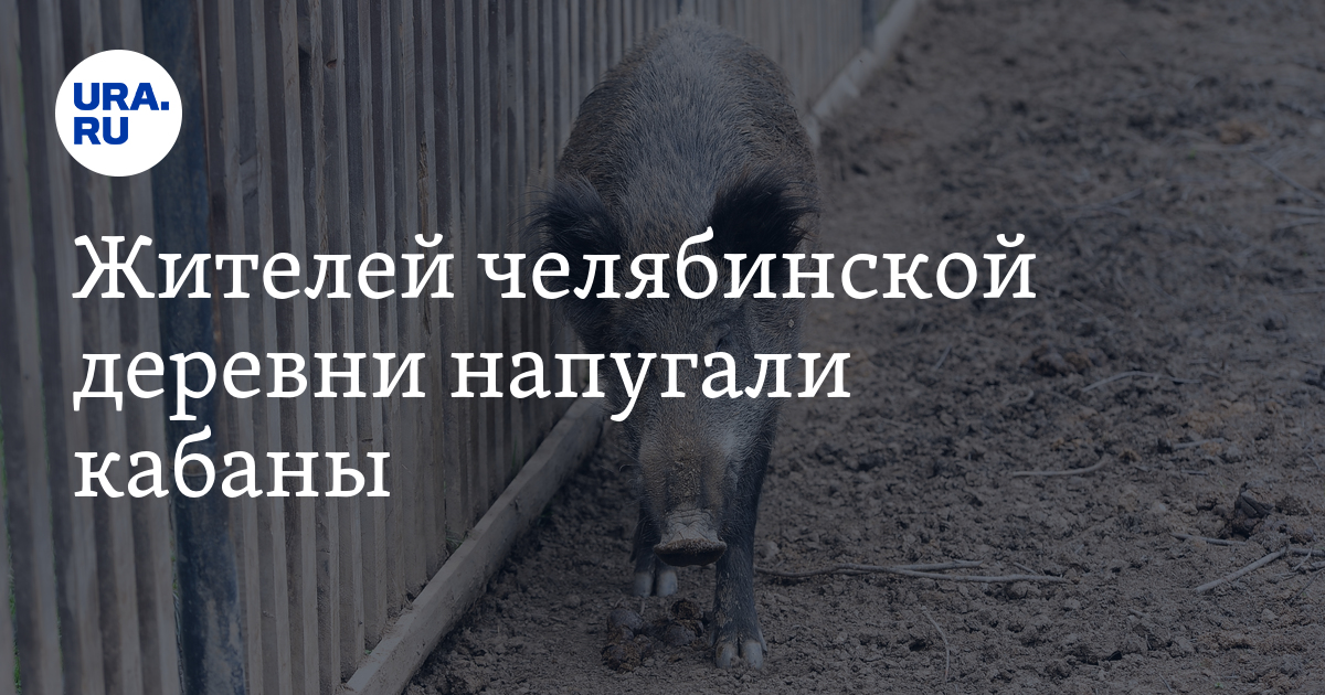 Кабаны в деревне Григорьевка Каслинского района Челябинской области, видео