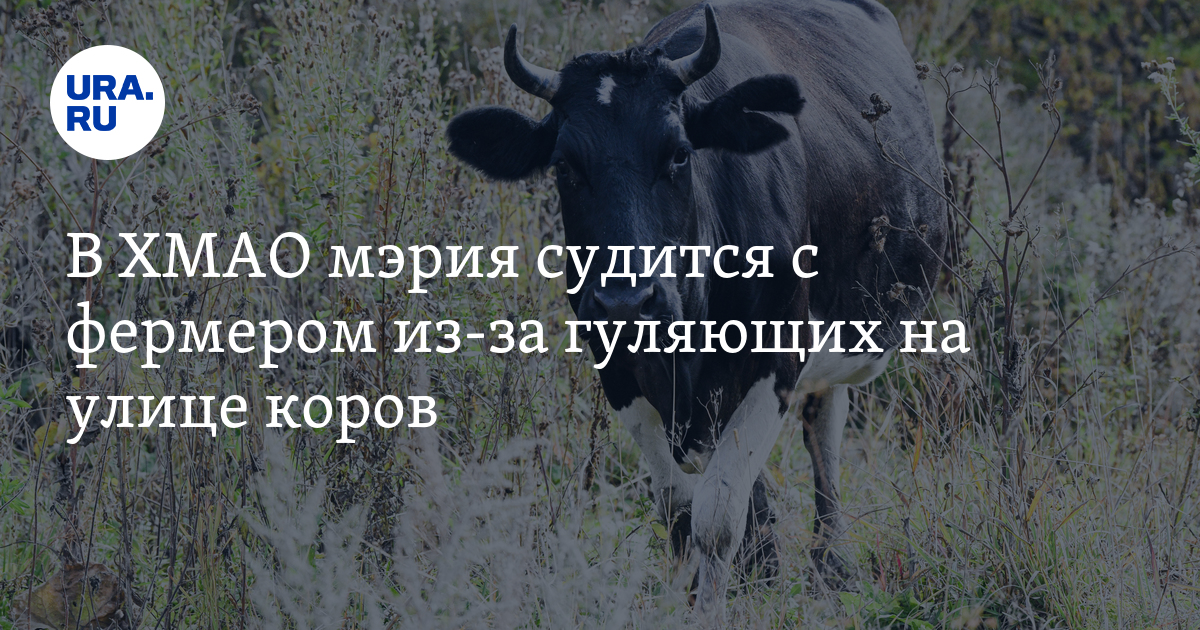 Администрация Нефтеюганска судится с фермером из-за гуляющих на ...
