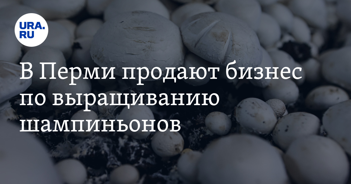 Продажа бизнеса в Перми: выращивание шампиньонов, торговля
