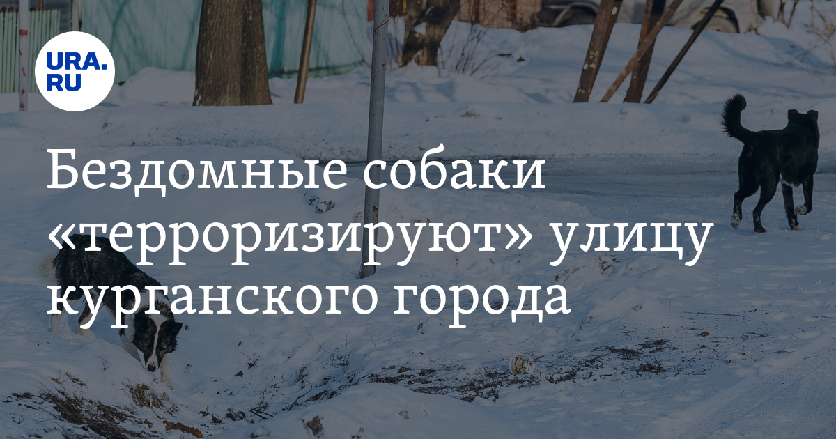 Стая бездомных собак на улице Южная в Шадринске, жалоба жителей: не ...