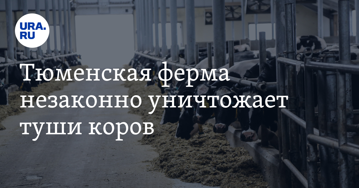 Нарушение правил утилизации биологических отходов на тюменской молочной ...