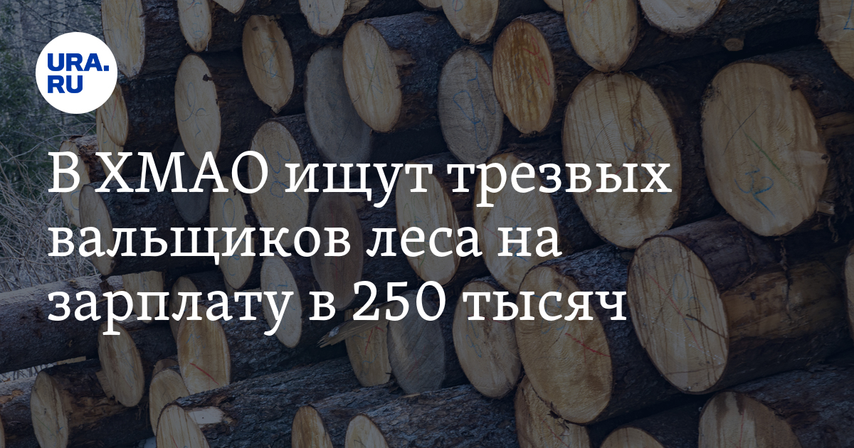 Вакансии в ХМАО: в регионе ищут трезвых вальщиков леса на высокуюзарплату