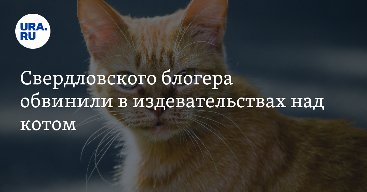 Много котов на кровати