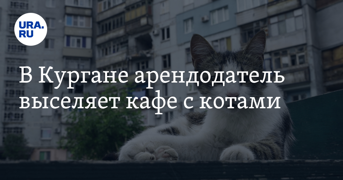 В Кургане арендодатель выселяет кафе с котами
