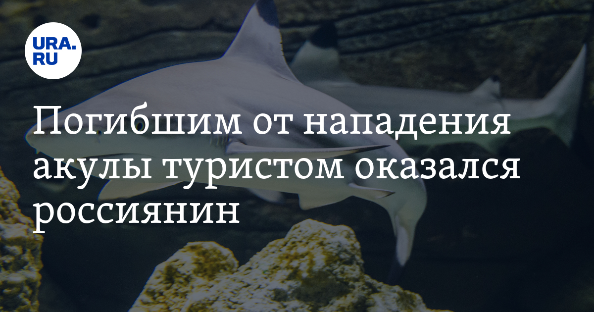 В Египте на туриста напала акула 8 июня: погибший оказался россиянином ...