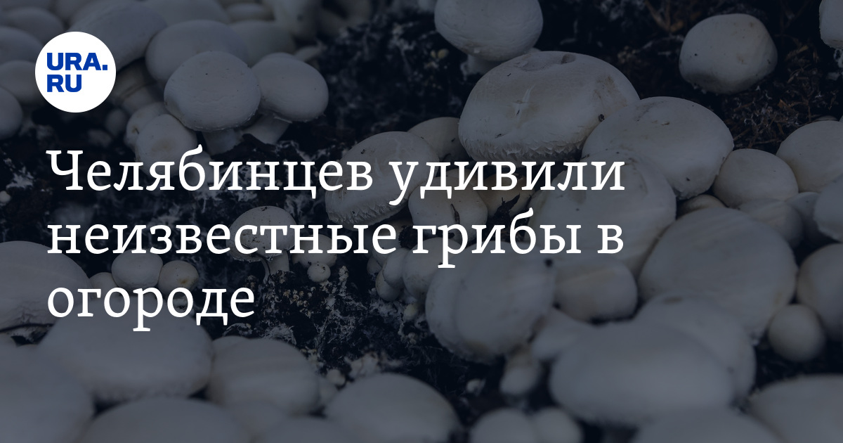 Челябинцев удивили неизвестные грибы в огороде - фото