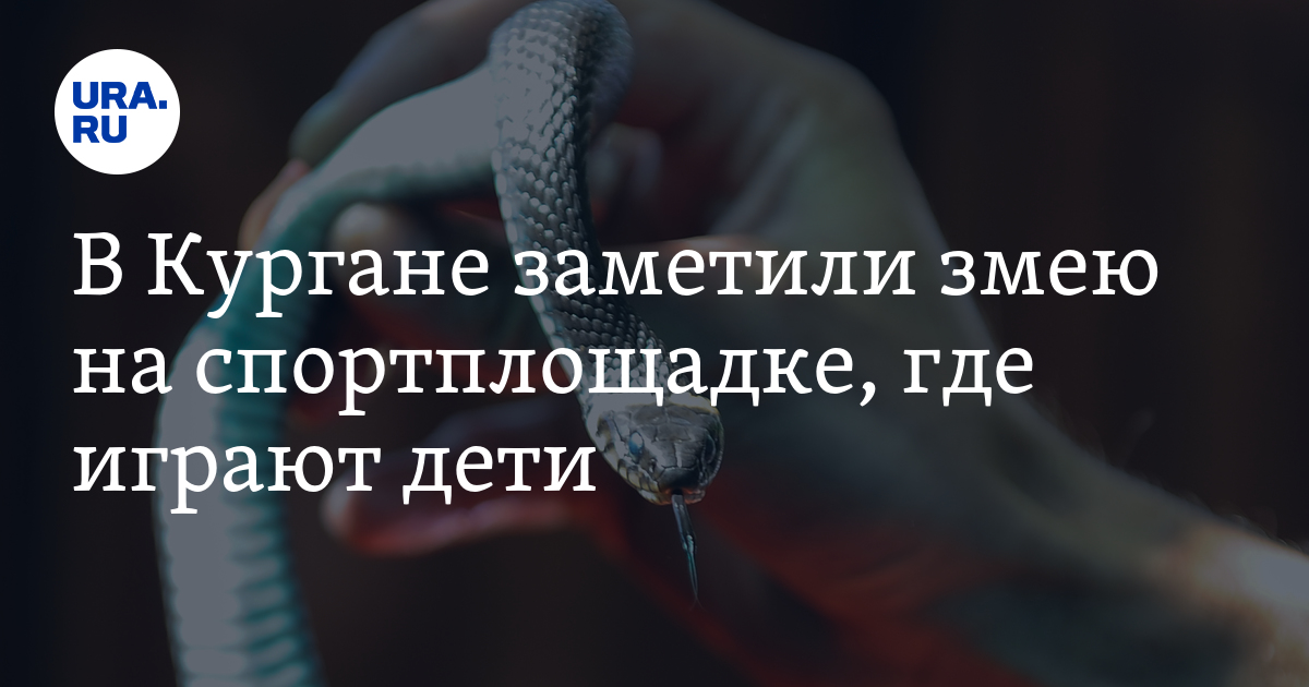 В Кургане заметили змею на спортплощадке, где играют дети