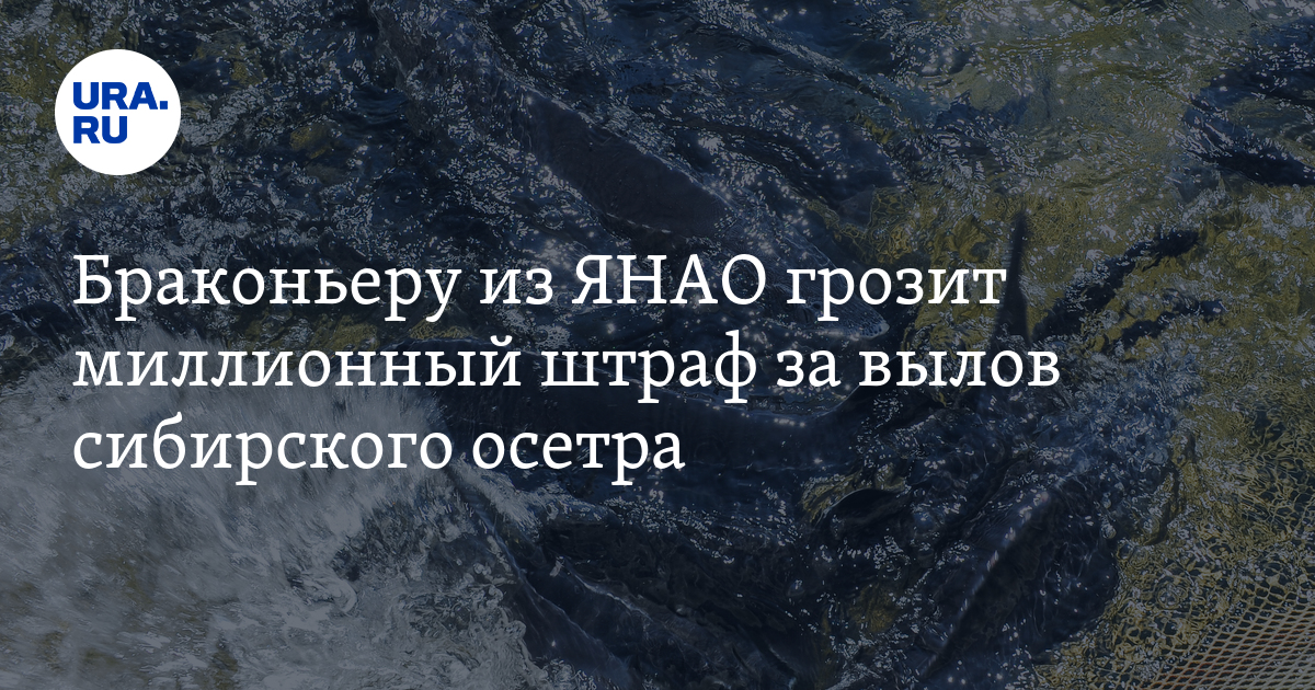 Какой штраф за стерлядь. Сибирский осетр штраф. Стерлядь штраф за вылов. Штраф за стерлядь в Алтайском крае. Штраф за рыбу сетками 2024.