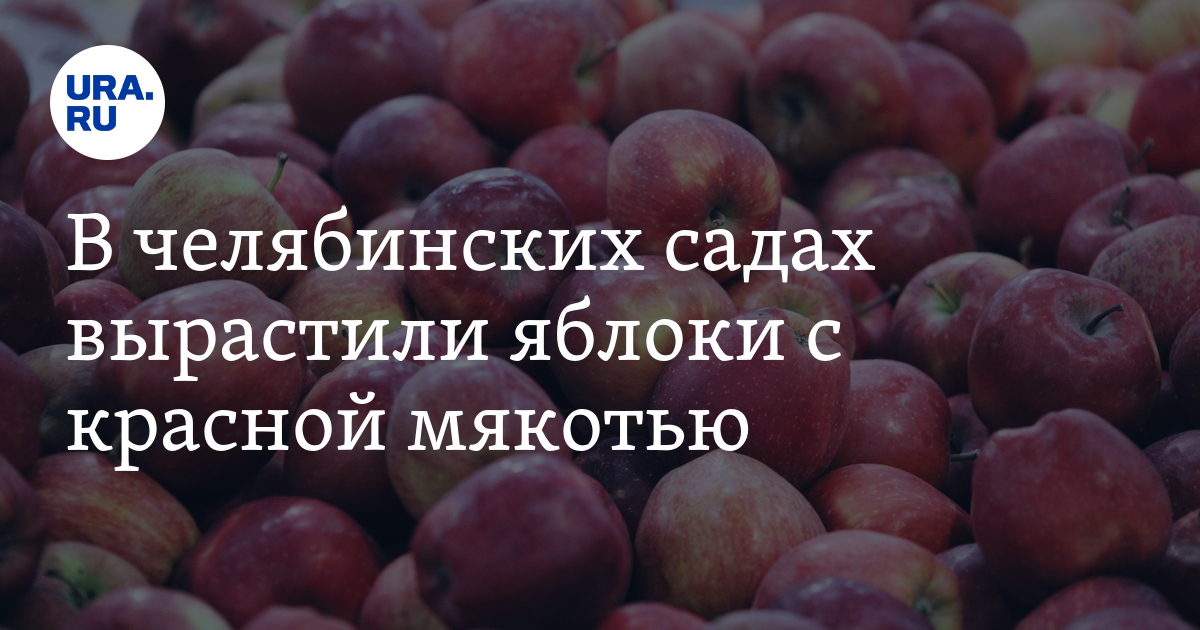 В садах Каслинского района вырастили яблоки с красной мякотью: фото