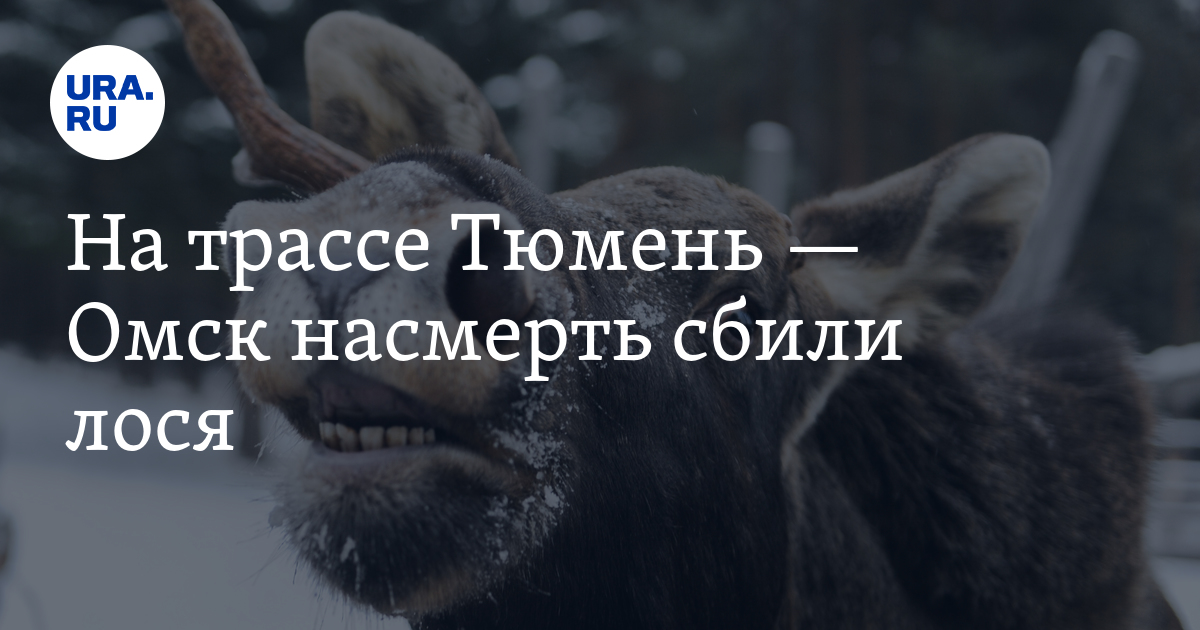 На трассе Тюмень — Омск насмерть сбили лося. Фото
