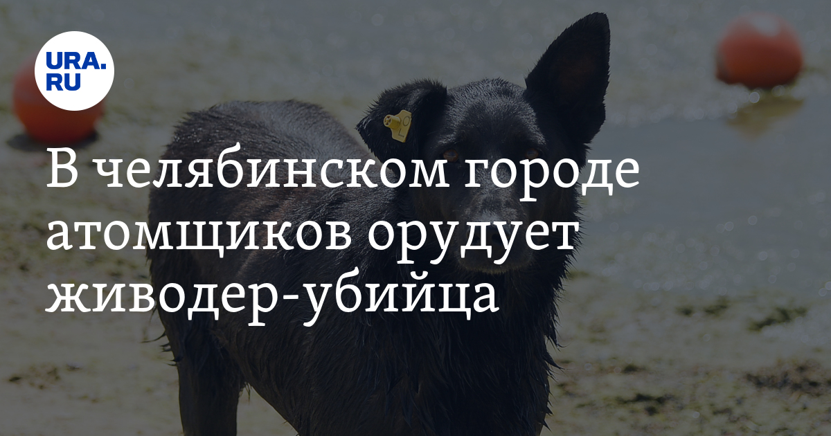 В Озерске ищут виновного в массовом убийстве собак: написано заявление ...