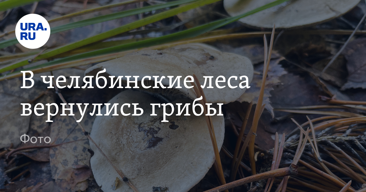 В челябинские леса в середине ноября вернулись грибы: фото
