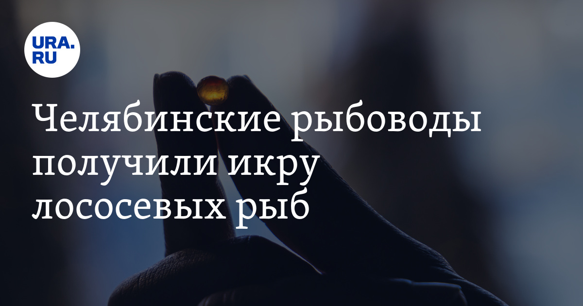 Рыбоводы Чебаркульского рыбозавода получили икру лососевых рыб