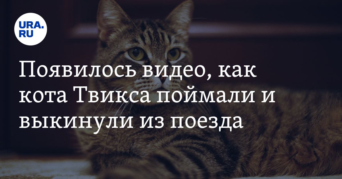 История кота твикса которого выкинули из поезда