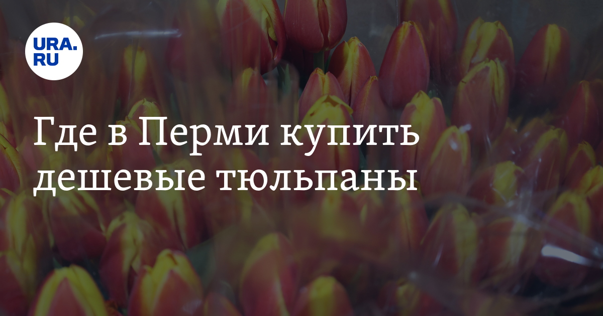Где в Перми купить дешевые тюльпаны