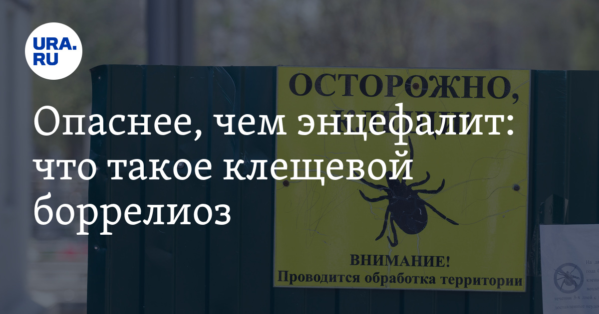 Что такое боррелиоз и чем он опасен: кто в группе риска, как можно ...