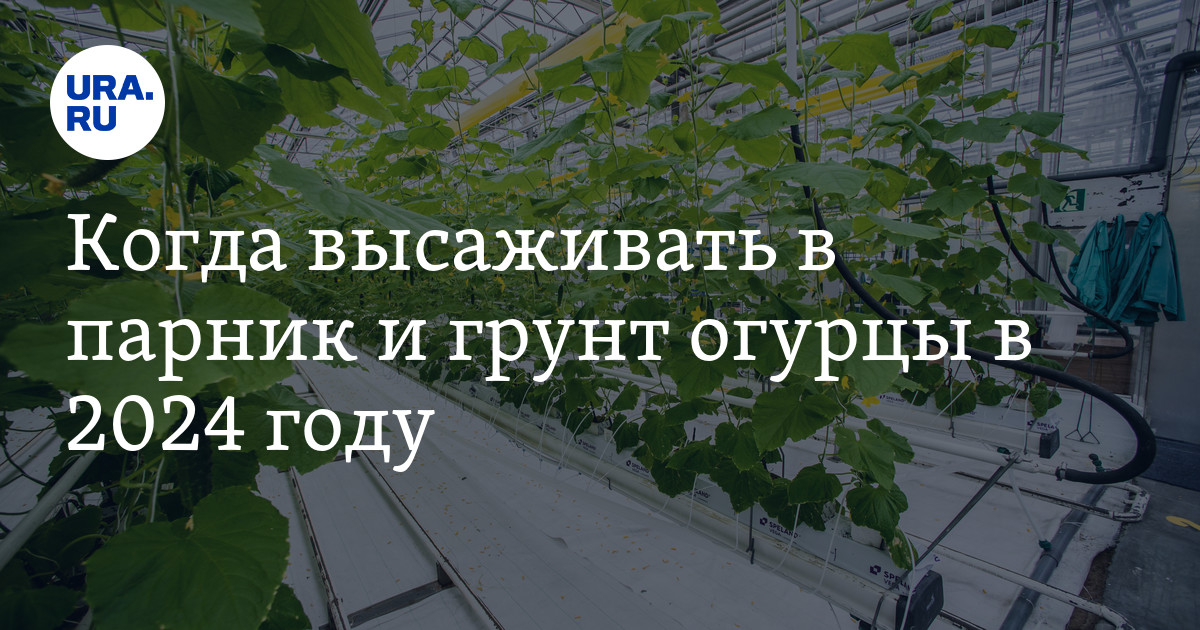 Выбор места для посадки: открытая почва или горшки?