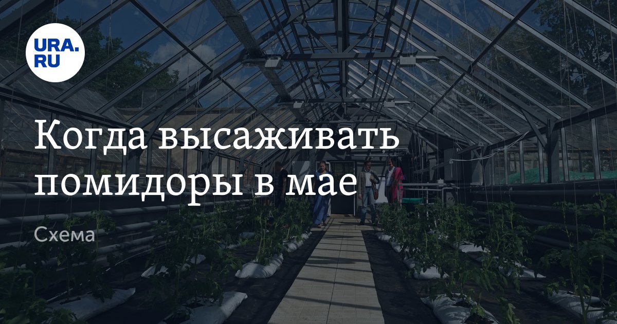 Когда высаживать помидоры в мае: схема, советы эксперта, при какой ...