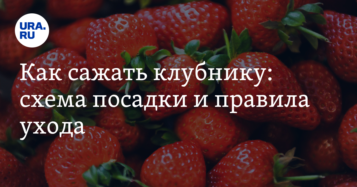 Как сажать клубнику: схема посадки и правила ухода