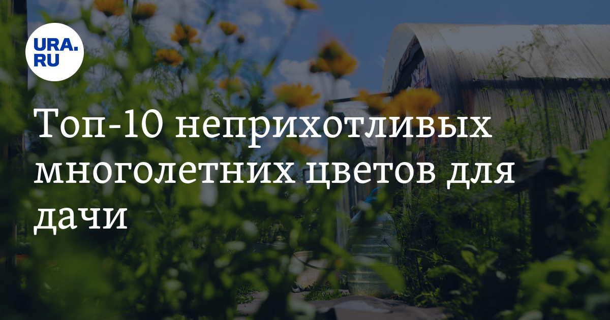 Какие цветы не требуют тщательного ухода: самые неприхотливые растения ...
