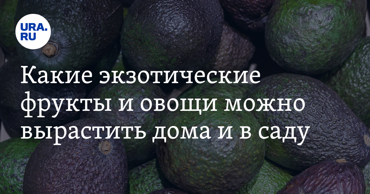 Инструкция: как вырастить в квартире зелень, фрукты и овощи — от укропа до ананаса