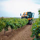 Как генетики и аграрии развивают виноградарство в России
