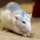 Пермские слухи: VIP-санаторий атаковали мыши