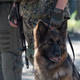 Боец &laquo;БАРСА&raquo; привез в зону СВО свою собаку, чтобы научить ее искать мины. Фото