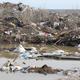 В Тюменской области по руслу реки Ишим несет мусор и останки животных. Видео