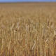 Курганские аграрии пострадают от запрета на ввоз пшеницы в Казахстан