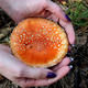 Что делать при отравлении грибами