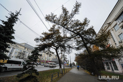 В Челябинске возбудили дело об уничтожении вековой лиственницы. В инцидент вмешивался губернатор